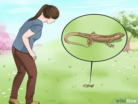 Imagen titulada Catch a Lizard Without Using Your Hands Step 11