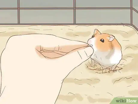 Imagen titulada Tame Your Winter White Hamster Step 4