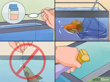 Imagen titulada Save a Dying Betta Fish Step 2