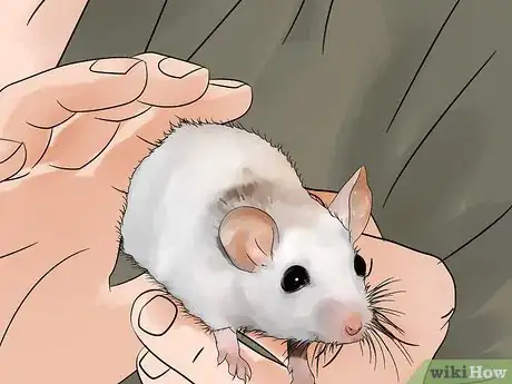 Imagen titulada Get Rid of Mites on Pet Mice Step 8