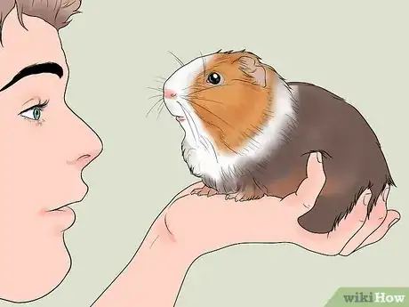 Imagen titulada Get Your Guinea Pig to Lose Weight Step 3