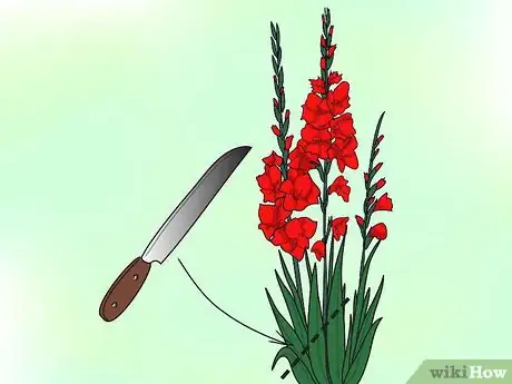 Imagen titulada Grow Gladiolus Step 14Bullet2