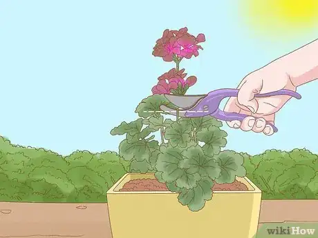 Imagen titulada Grow Geraniums in Pots Step 18