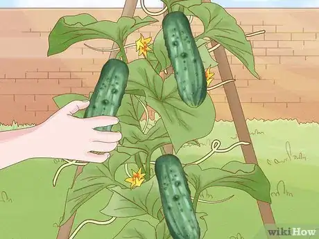 Imagen titulada Grow Cucumbers in Pots Step 22