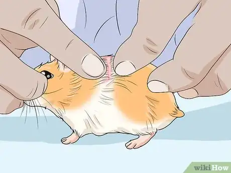 Imagen titulada Spot Illness in Hamsters Step 11