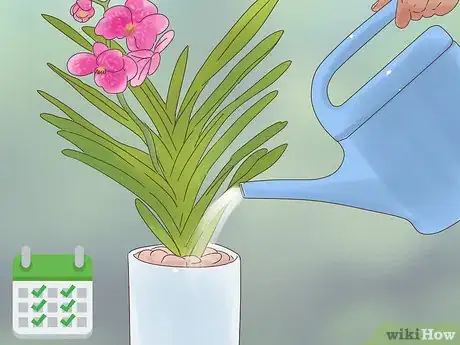 Imagen titulada Grow Vanda Orchids Step 12