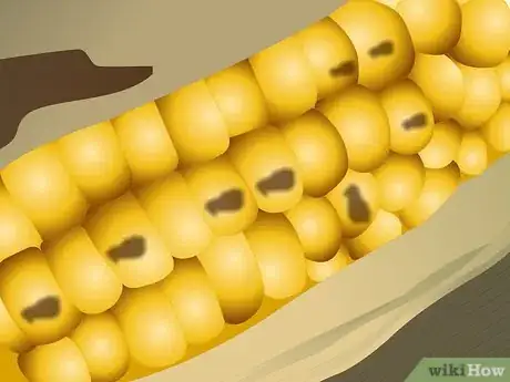 Imagen titulada Harvest Corn Step 7