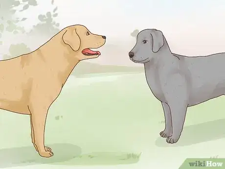 Imagen titulada Care for a Labrador Retriever Step 11