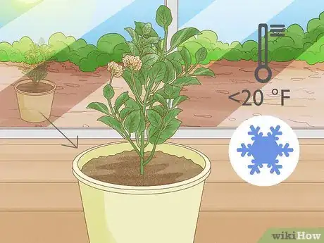 Imagen titulada Grow Lantana Plants Step 14