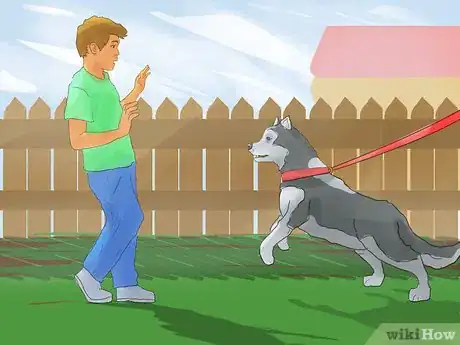 Imagen titulada Train a Siberian Husky Step 13