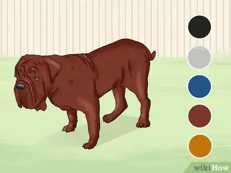 Imagen titulada Identify a Neapolitan Mastiff Step 10