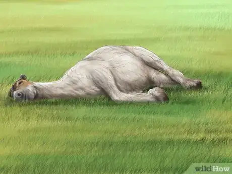 Imagen titulada Teach Your Horse to Lie Down Step 9