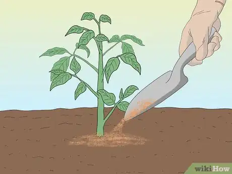 Imagen titulada Grow Tomatoes from Seeds Step 23