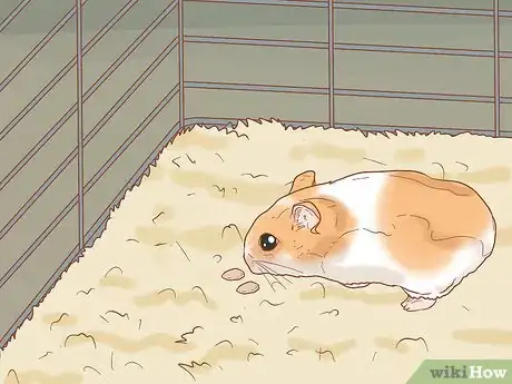 Imagen titulada Tame Your Winter White Hamster Step 5