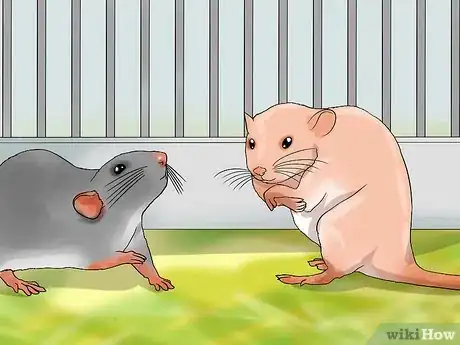 Imagen titulada Shoulder Train a Pet Rat Step 15