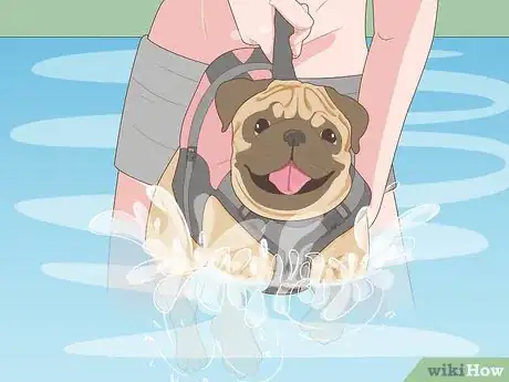 Imagen titulada Safely Introduce Your Dog to Water Step 7