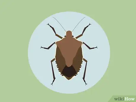 Imagen titulada Get Rid of Stink Bugs Step 1