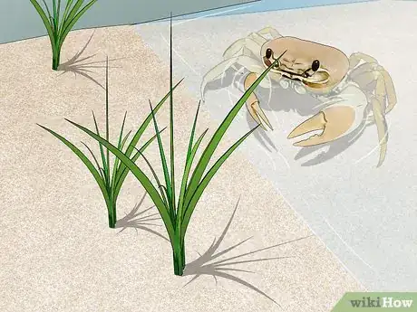 Imagen titulada Look After Pet Crabs Step 11