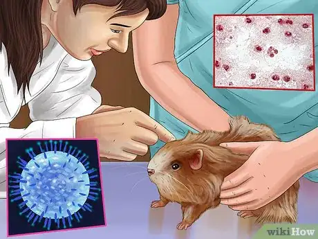 Imagen titulada Diagnose Hamster Respiratory Illnesses Step 13