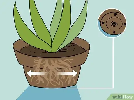 Imagen titulada Revive a Dying Aloe Vera Plant Step 3