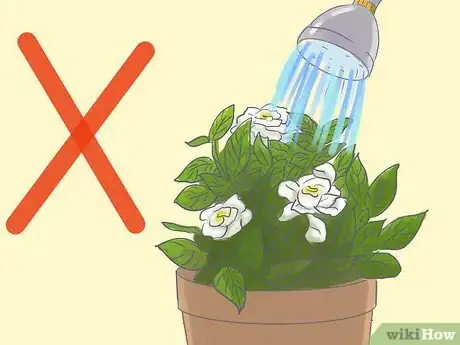 Imagen titulada Raise Gardenias in Pots Step 8