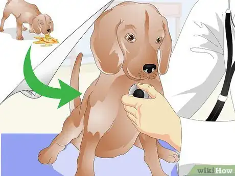 Imagen titulada Administer Shots to Dogs Step 11