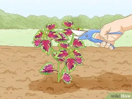 Imagen titulada Grow Coleus Step 18