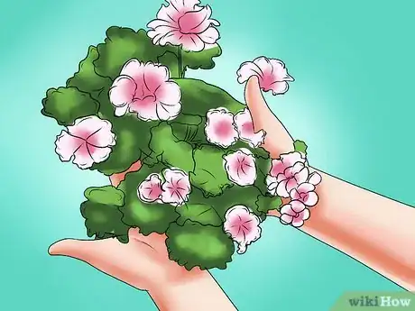 Imagen titulada Grow Geraniums Step 11