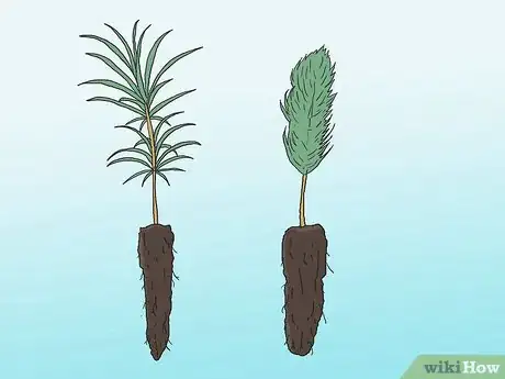 Imagen titulada Grow Pine Trees Step 1