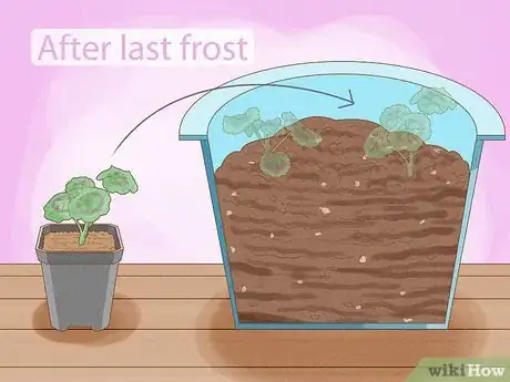 Imagen titulada Grow Geraniums in Pots Step 11