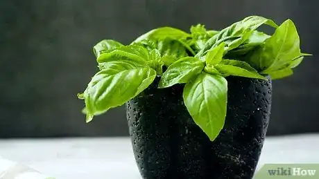 Imagen titulada Store Fresh Basil Step 21