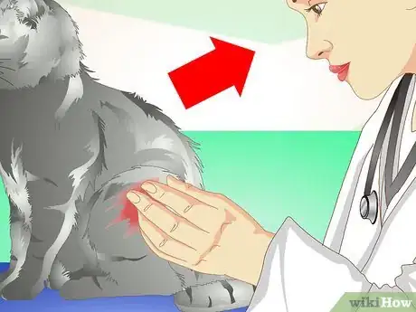 Imagen titulada Treat an Abscess on a Cat Step 2