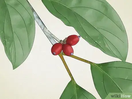 Imagen titulada Identify Common Poisonous Berries in North America Step 17