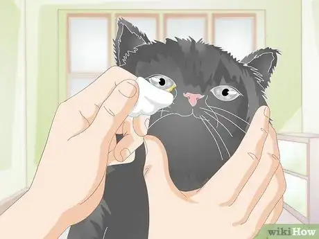 Imagen titulada Clean Gunk from Your Cat's Eyes Step 8