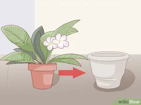 Imagen titulada Grow a Plumeria Step 18