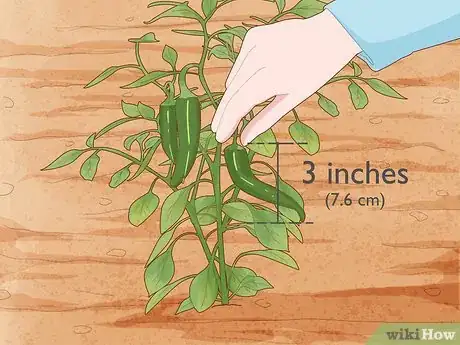 Imagen titulada Grow Jalapeno Peppers Step 16