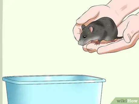 Imagen titulada Catch an Escaped Pet Rat Step 10