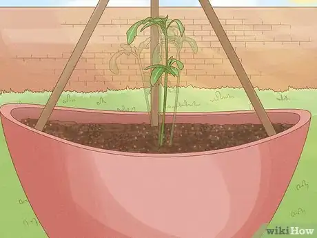 Imagen titulada Grow Cucumbers in Pots Step 17