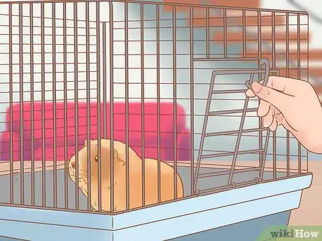 Imagen titulada Neuter Your Guinea Pig Step 19