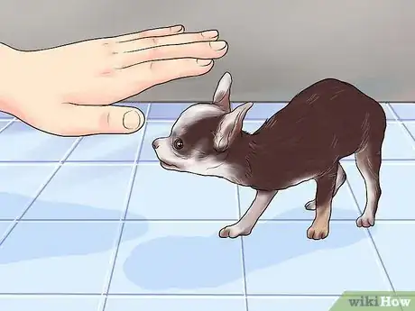 Imagen titulada Potty Train a Chihuahua Step 2
