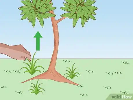 Imagen titulada Grow a Mango Tree Step 15