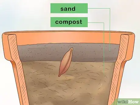 Imagen titulada Plant Date Seeds Step 9