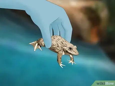 Imagen titulada Find a Frog Step 10