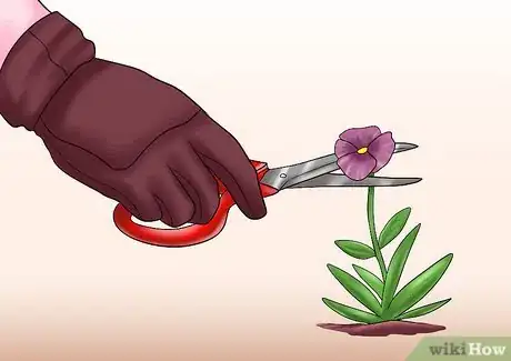 Imagen titulada Cut from a Pansy Plant Step 14