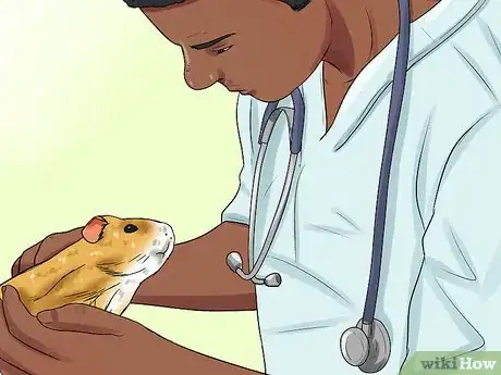 Imagen titulada Diagnose Respiratory Problems in Guinea Pigs Step 10