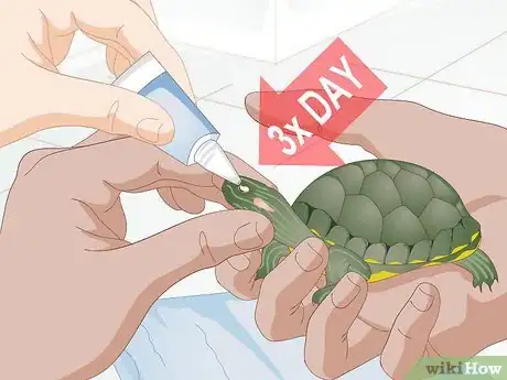 Imagen titulada Apply Medication to a Turtle's Eyes Step 6