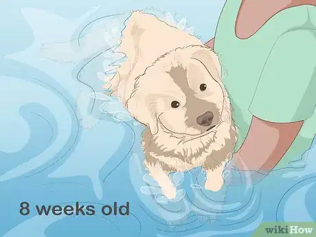 Imagen titulada Safely Introduce Your Dog to Water Step 2