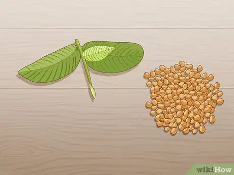 Imagen titulada Plant Guava Trees Step 5