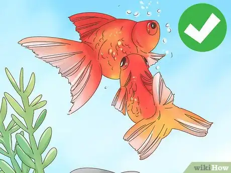 Imagen titulada Tell if a Goldfish Is Pregnant Step 5