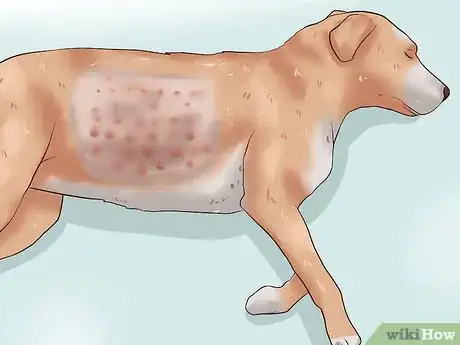 Imagen titulada Solve Your Dog's Skin and Scratching Problems Step 17